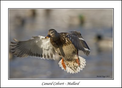 Canard Colvert - Mallard
