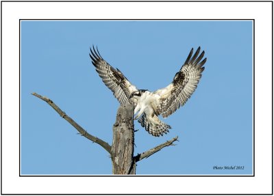 Balbuzard pcheur - Osprey