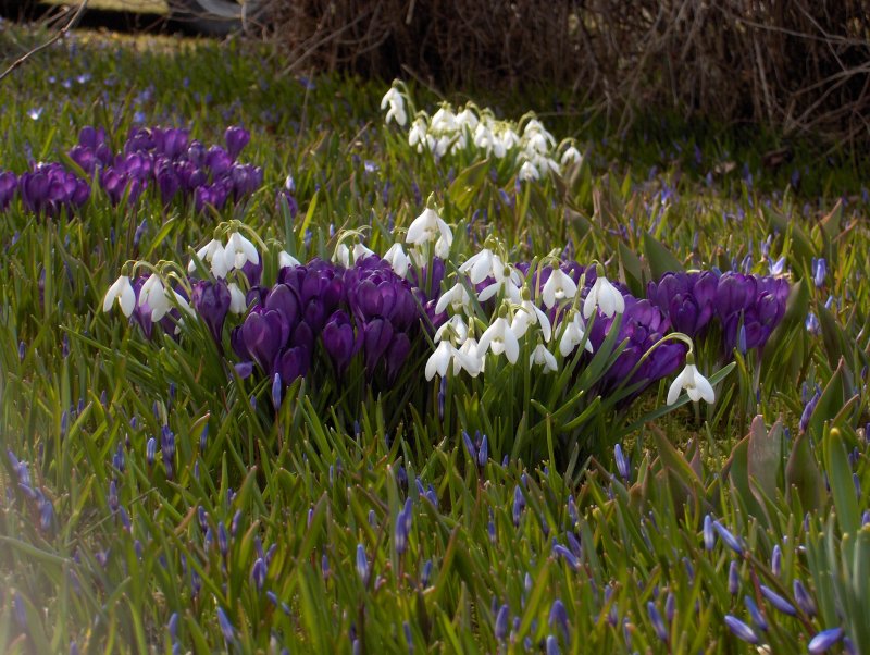 blomsterprakt i april 2006