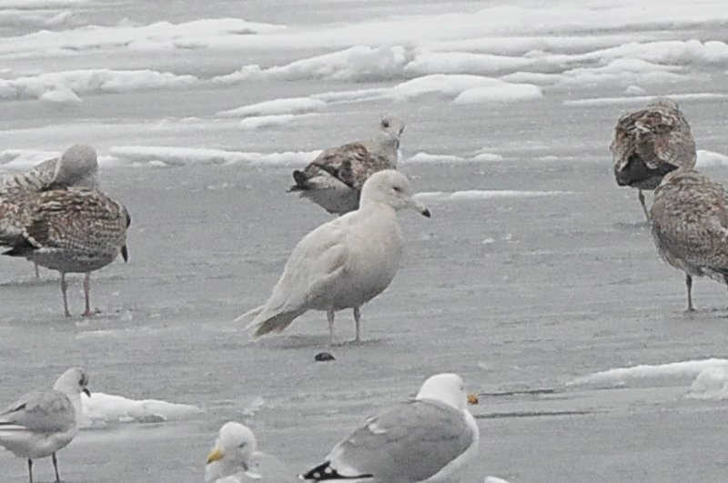 vittrut (Glaucous gull) Helsingborg 20012-02-12