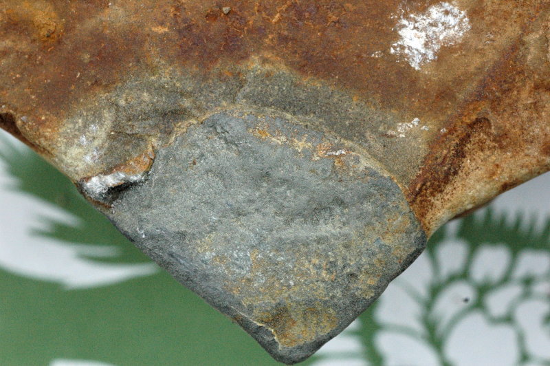 fossil3.jpg