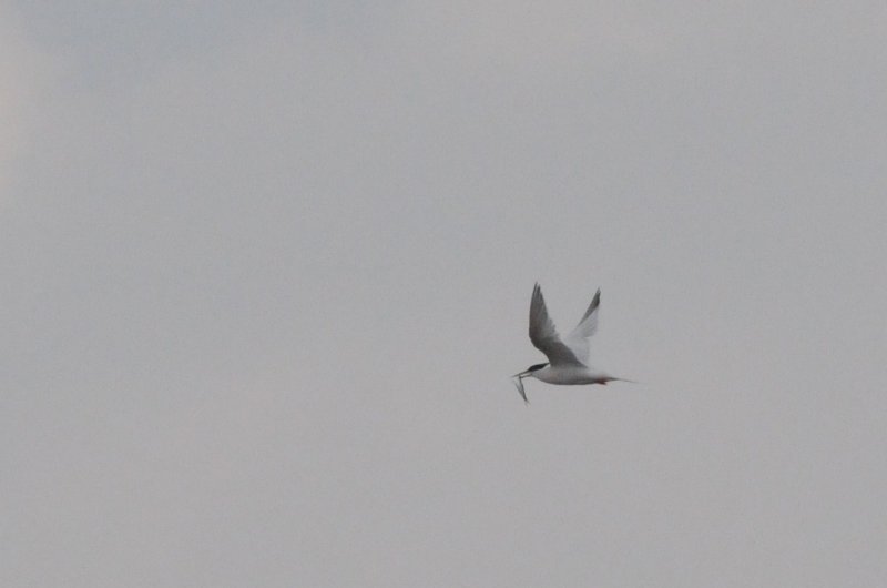 roseate tern