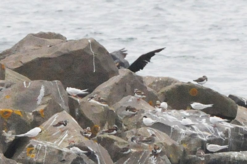 roseate terns