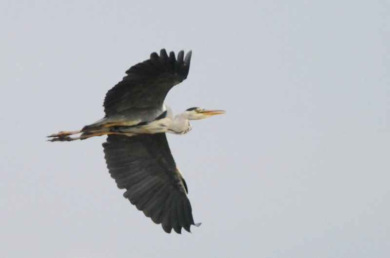 Grey heron