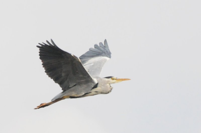 Grey heron