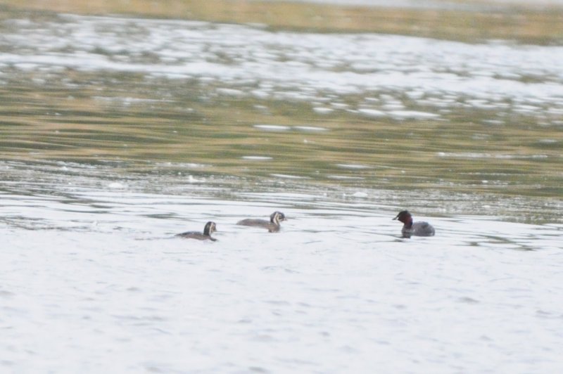 little grebe and pull
