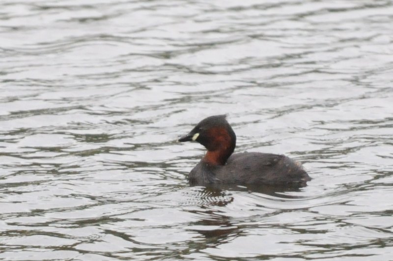 Little grebe