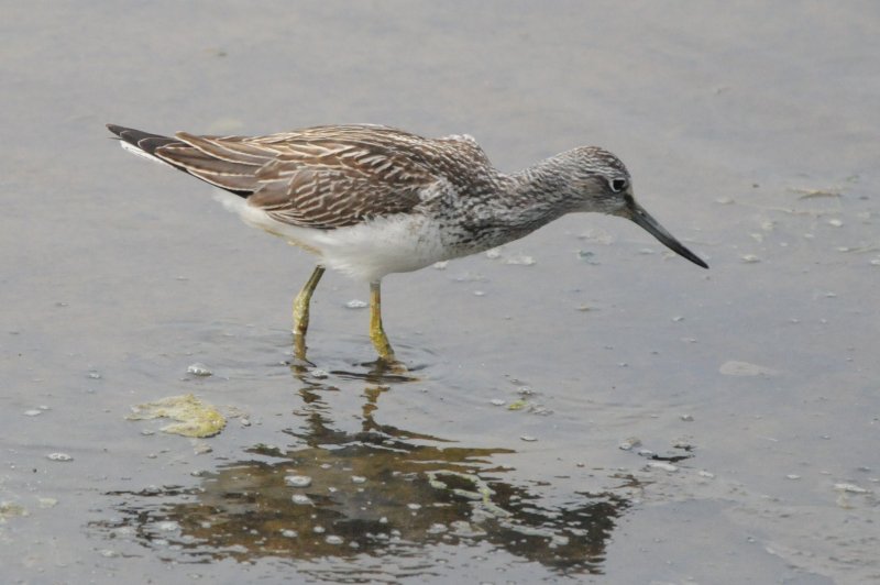 greenshank