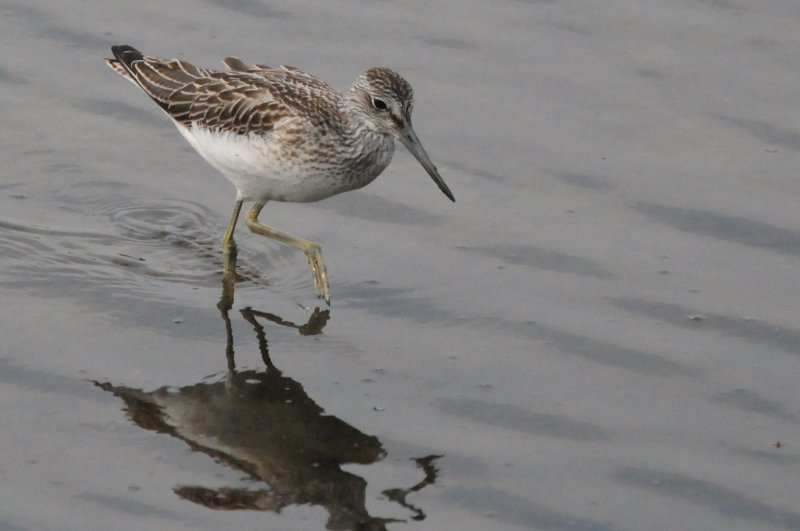 greenshank