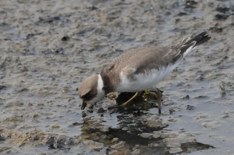 ringed plover, juv