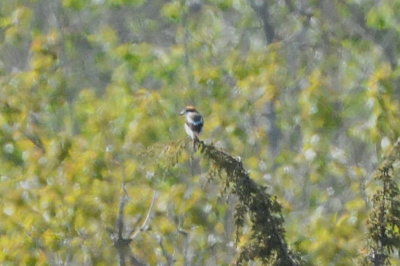 Woodchat shrike