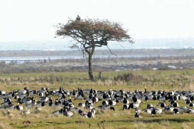 Rough-legged buzzard overviewing Barnacles