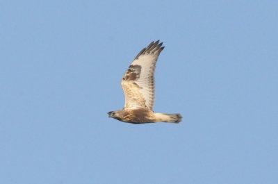 Rough-legged buzzard Lindby 111011