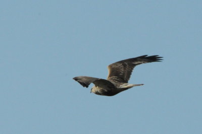 Rough-legged buzzard Lindby 111011