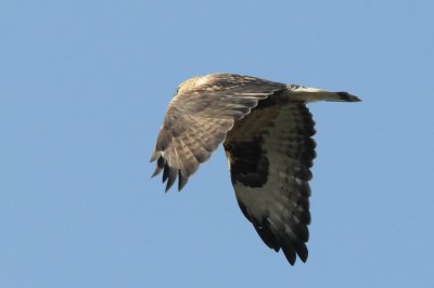 Rough-legged buzzard Lindby 111011