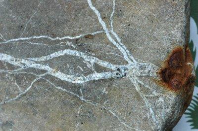 fossil 1.kristallstjalkar.jpg