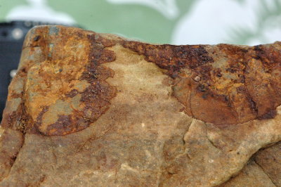 fossil 4o5.jpg
