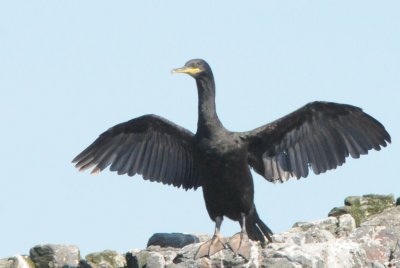 shag
