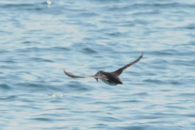 puffin with fish