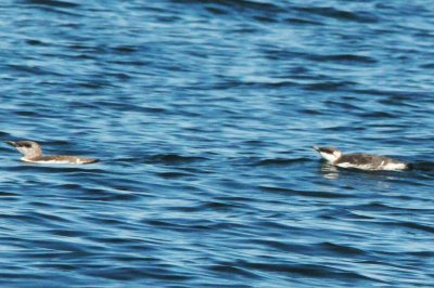 guillemots