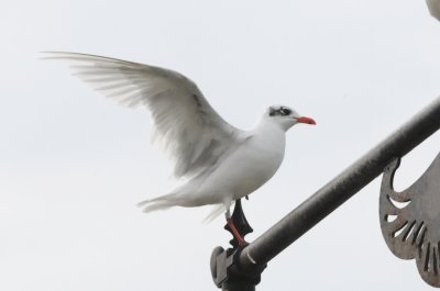 mediterranean gull