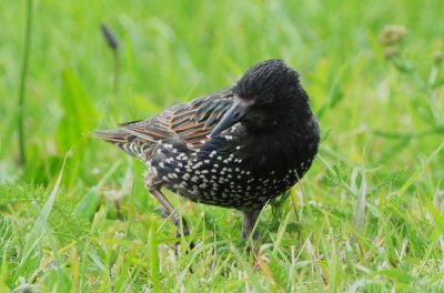 starling