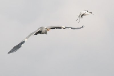 avicet and heron  after attack