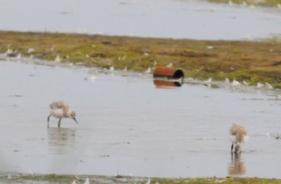 avocet chicks