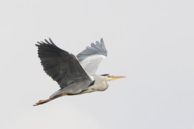 Grey heron