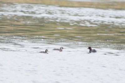 little grebe and pull