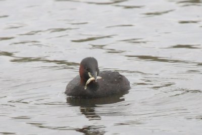 Little grebe and fish
