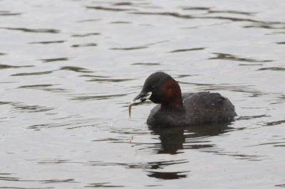 Little grebe and fish