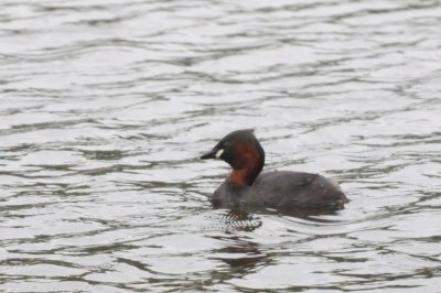 Little grebe