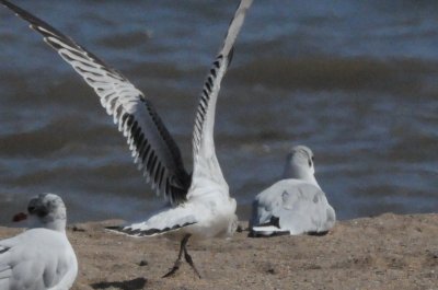medgull juvenile