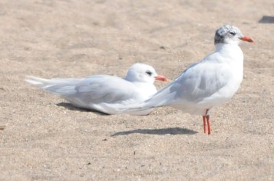 medgull