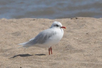 medgull