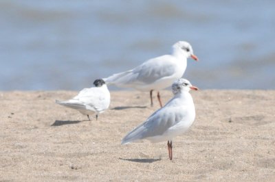 medgull