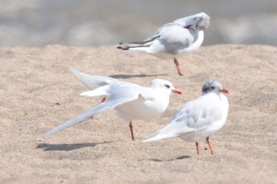 medgull