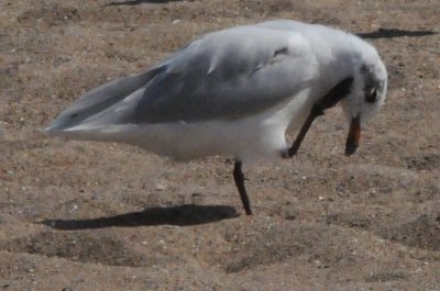 medgull