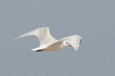 medgull