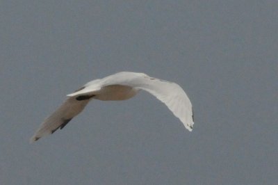 medgull