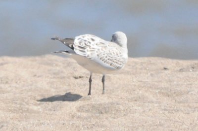 medgull juvenile