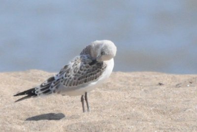 medgull juvenile