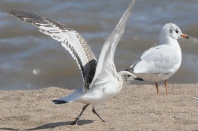 medgull juvenile