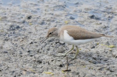 common sandpiper
