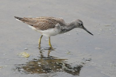 greenshank