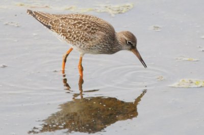 redshank