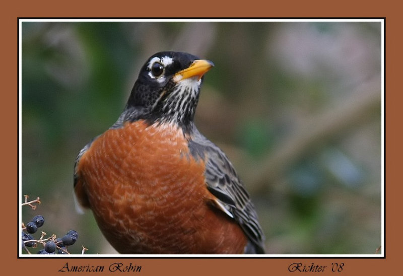 American Robin