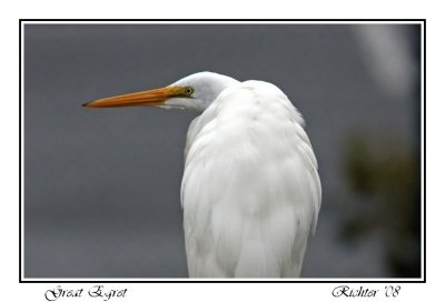 Great Egret 1.jpg