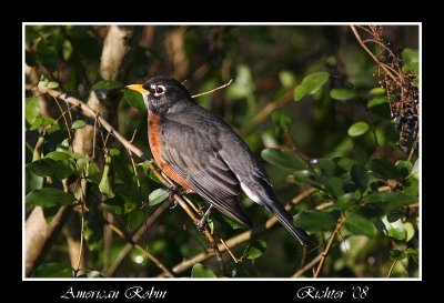 American Robin